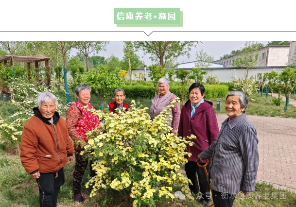 春日限定幸福指南:當苜蓿香遇上信康養老·燕園的溫柔時光春日限定幸福指南 當苜蓿香遇上信康養老·燕園的溫柔時光