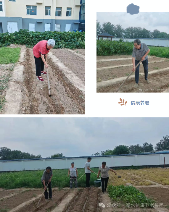 一鍬土一瓢水/ 信康養老·燕園的秋播實錄 一鍬土一瓢水/ 信康養老·燕園的秋播實錄