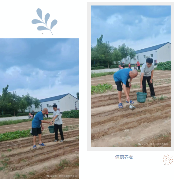 一鍬土一瓢水/ 信康養老·燕園的秋播實錄 一鍬土一瓢水/ 信康養老·燕園的秋播實錄