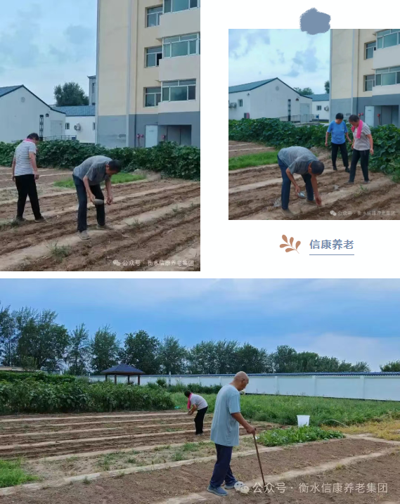 一鍬土一瓢水/ 信康養老·燕園的秋播實錄 一鍬土一瓢水/ 信康養老·燕園的秋播實錄